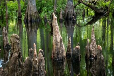 Cypress Scenic- Cypress Knees Florida Landscape Photograph Fine Art Print 6649