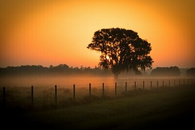 Sunrise Behind The Oak Florida Landscape Photograph Fine Art Print 4698