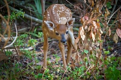 Young Spotted Fawn Nature Photography Fine Art Print