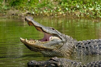 Florida Bull Gator Alligator Wildlife Photograph Fine Art Print