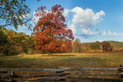 Tree In Meadow With Fall Colors Photograph Fine Art Print