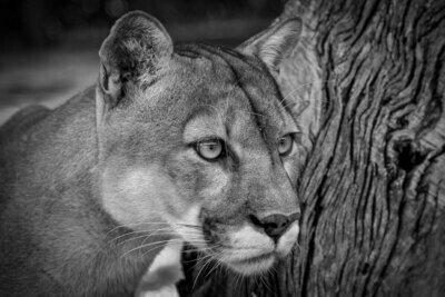 Black and White Florida Panther Watching Intently Wildlife Photograph Print