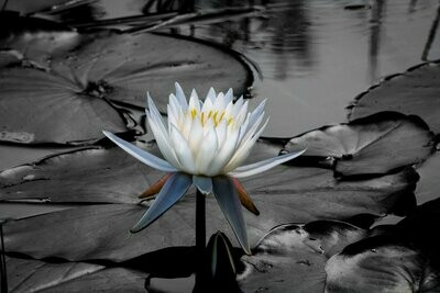 Black and White Water Lily Fine Art Photograph Print 5592
