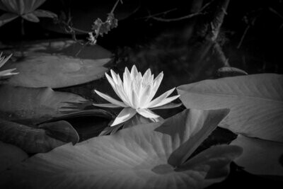 Black and White Water Lily Fine Art Photograph Print 4818