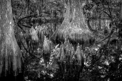 Black and White Cypress Tree Fine Art Photograph Print 5202