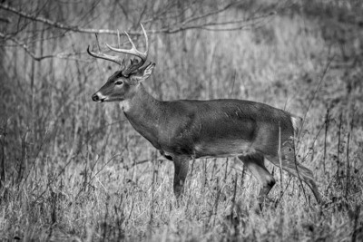 Whitetail Buck Standing Broadside B&W 8683
