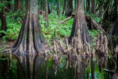 Cypress Scenic-Cypress Knee Reflections-2191