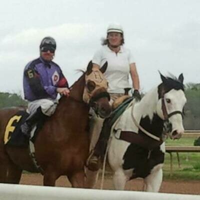 Horses For Sale