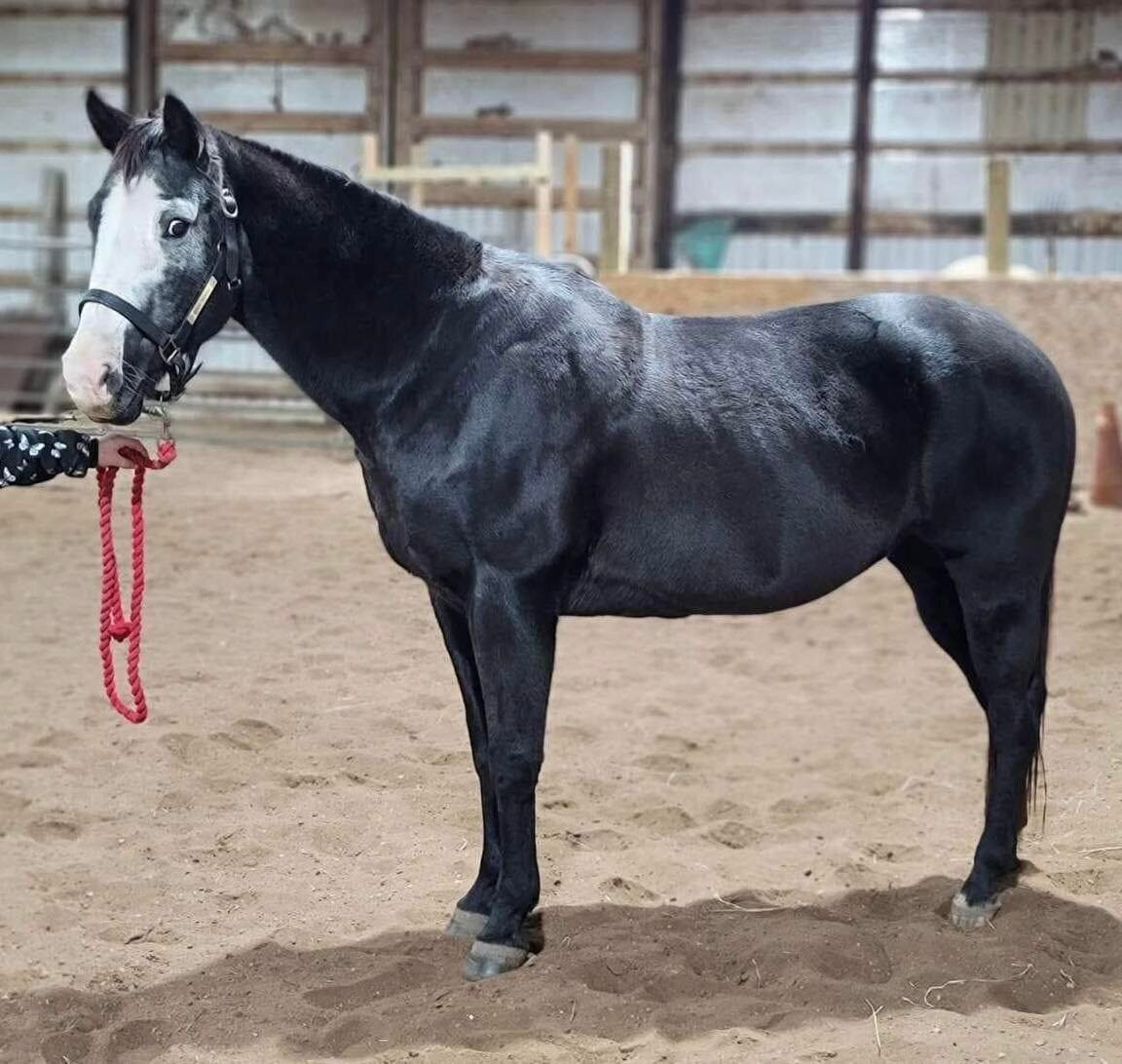 Black Beauty kids speed horse