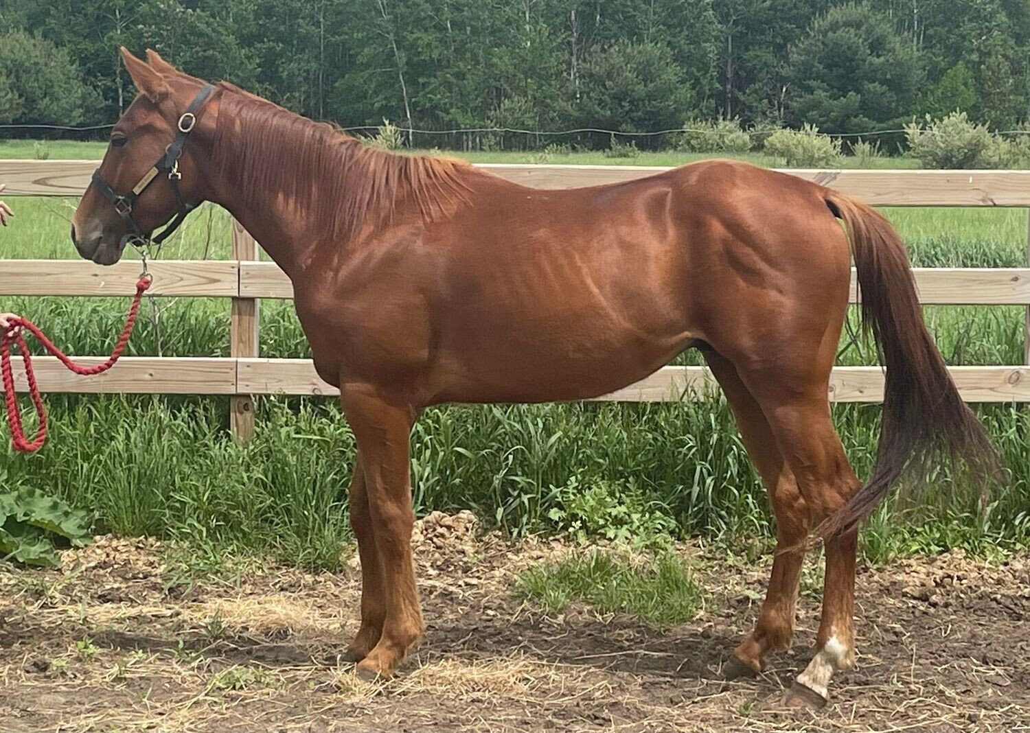 3 Year Old gelding FF eligible