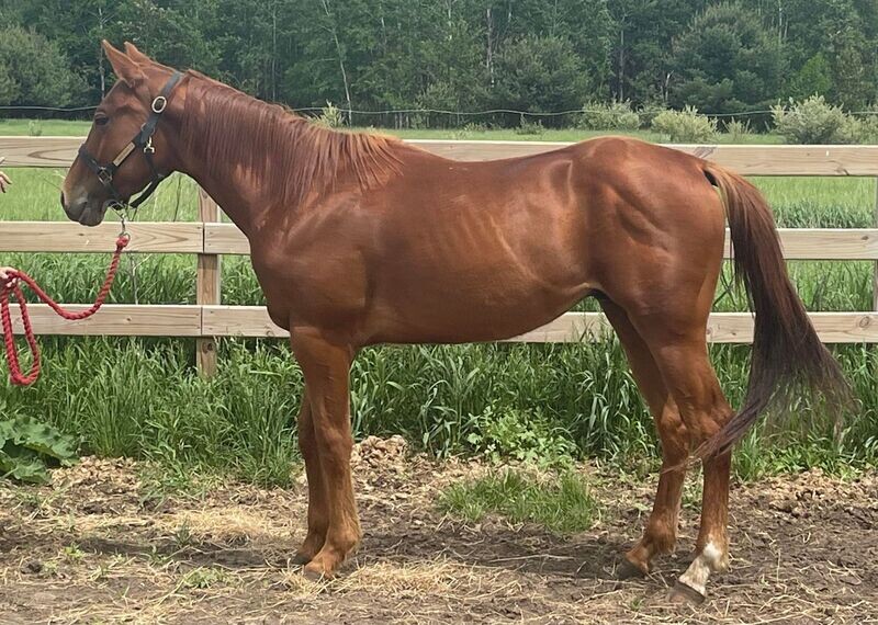 3 Year Old gelding FF eligible