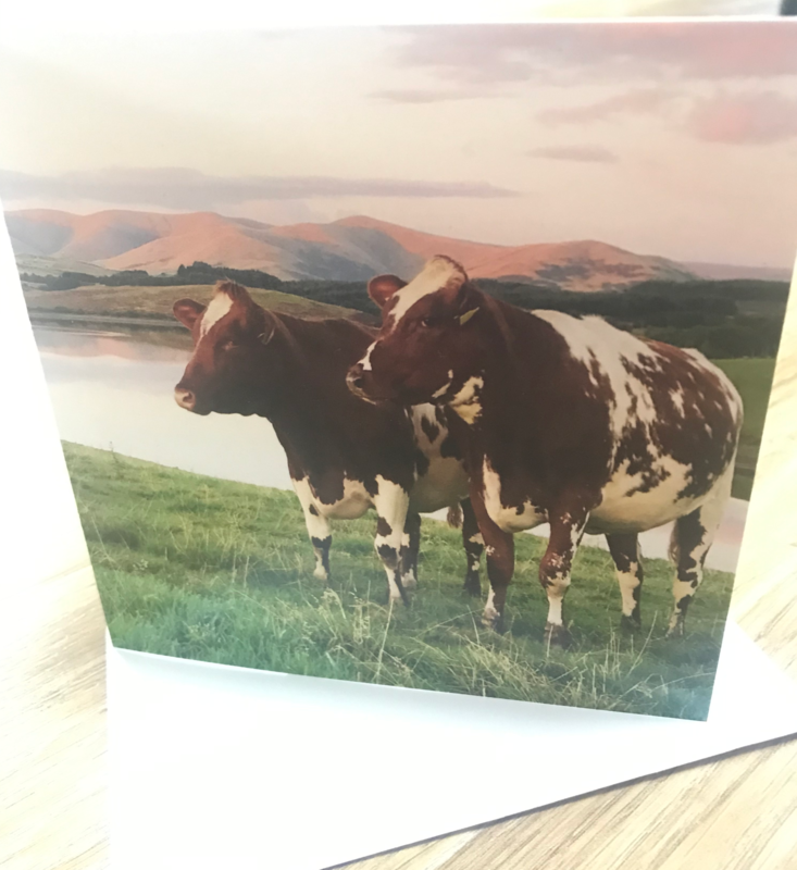 Photo Card &#39;Shorthorns Overlooking Killington&#39; by James Robinson