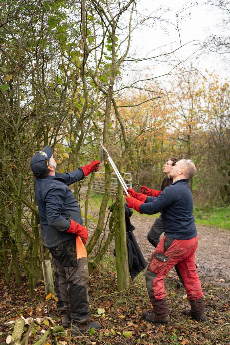 A Practical Introduction to Hedgelaying Course  Saturday 8th November 2025