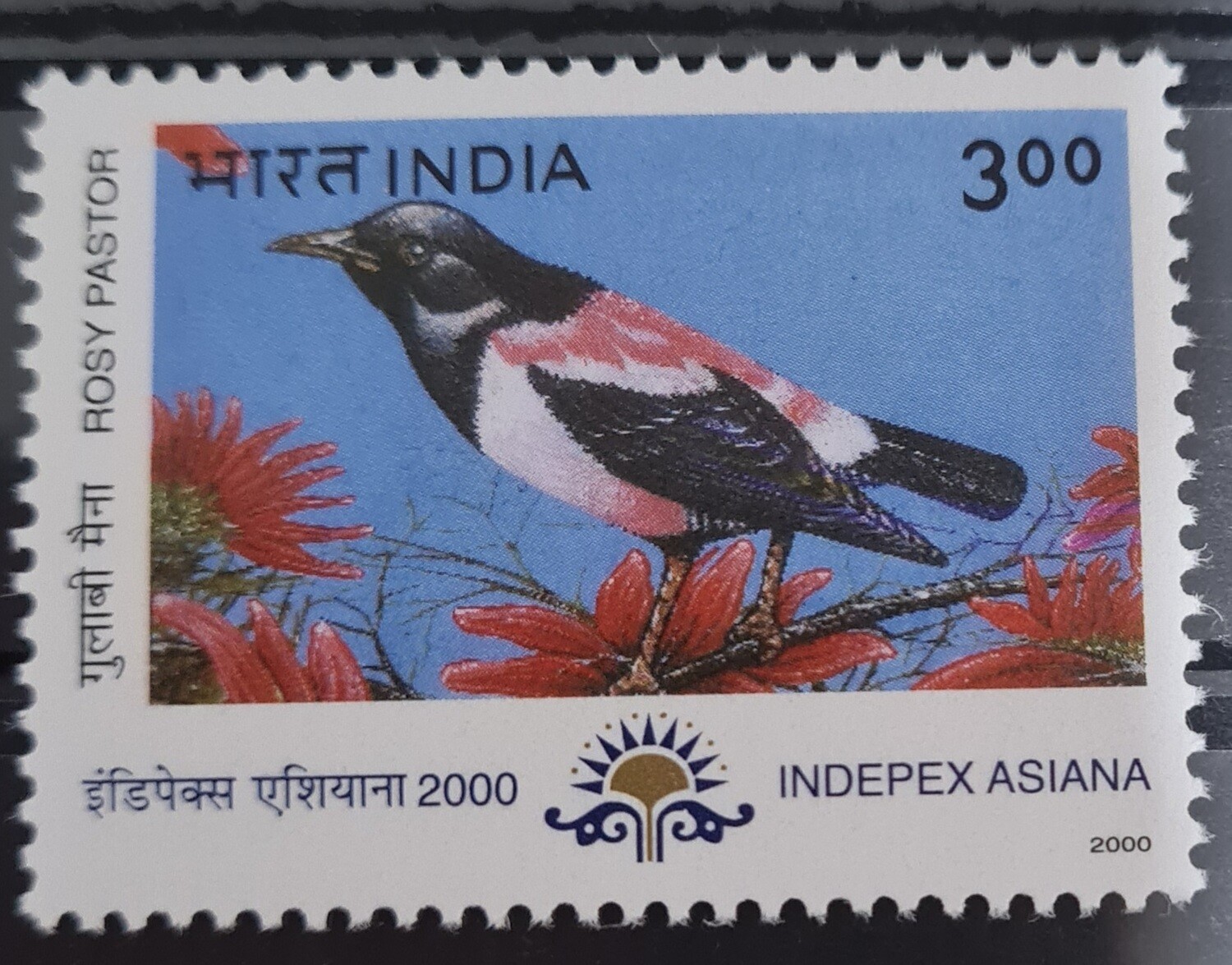 INDIA-MIGRATORY BIRDS,ROSY PASTOR  2000  MNH