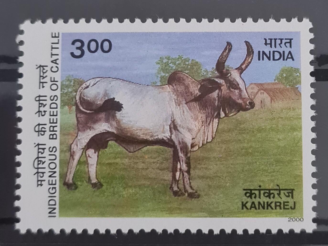 INDIA-INDIGENOUS BREEDS OF CATTLE ,KANKREJ,GUJARAT  2000 MNH