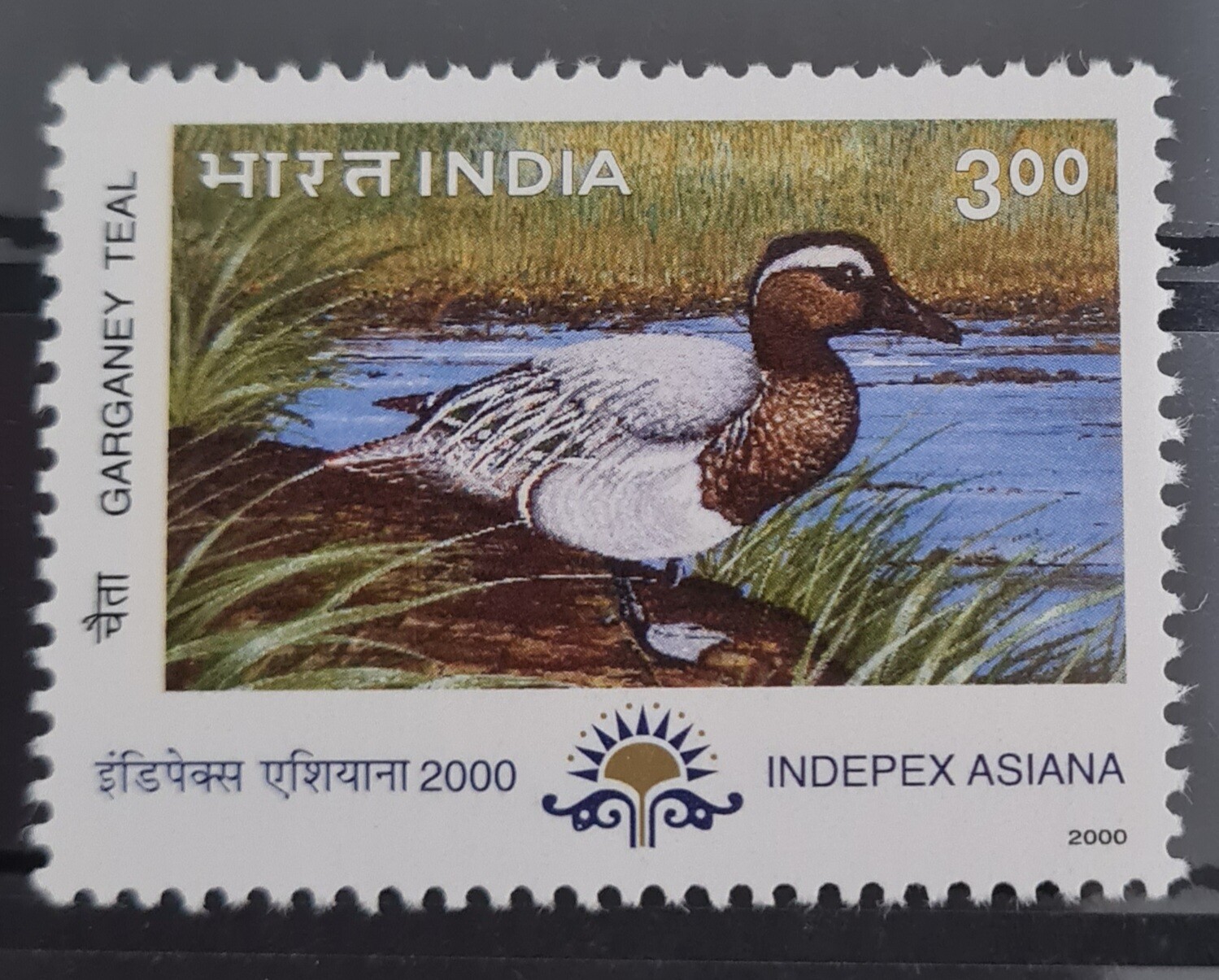 INDIA-MIGRATORY BIRDS,GARGANEY TEAL  2000  MNH