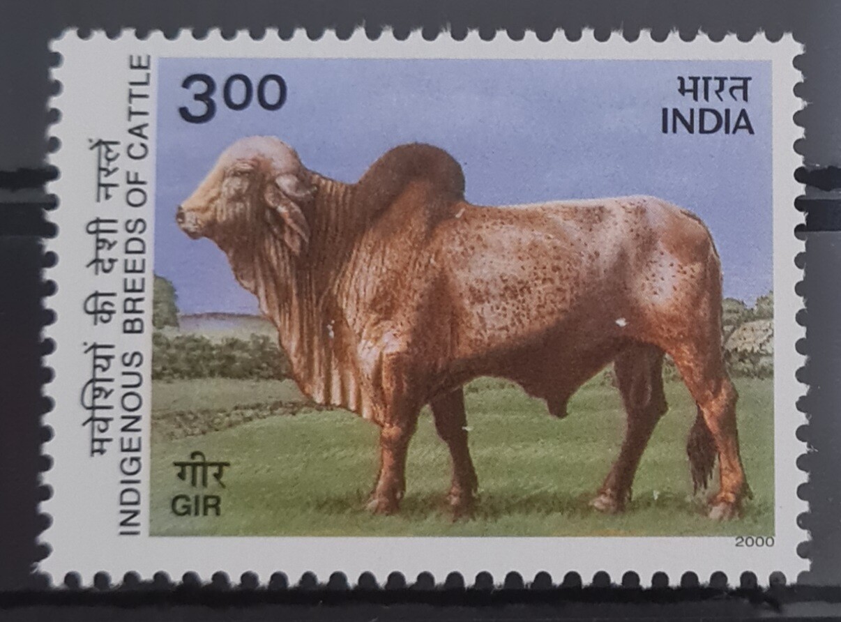 INDIA-INDIGENOUS BREEDS OF CATTLE, GIR,GUJARAT 2000 MNH