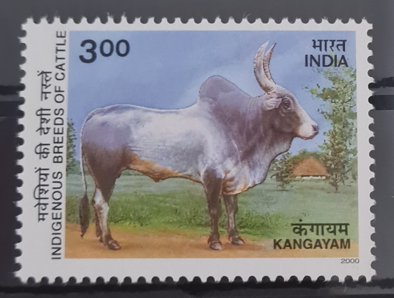 INDIA-INDIGENOUS BREEDS OF CATTLE ,KANGAYAM T.N.  2000 MNH