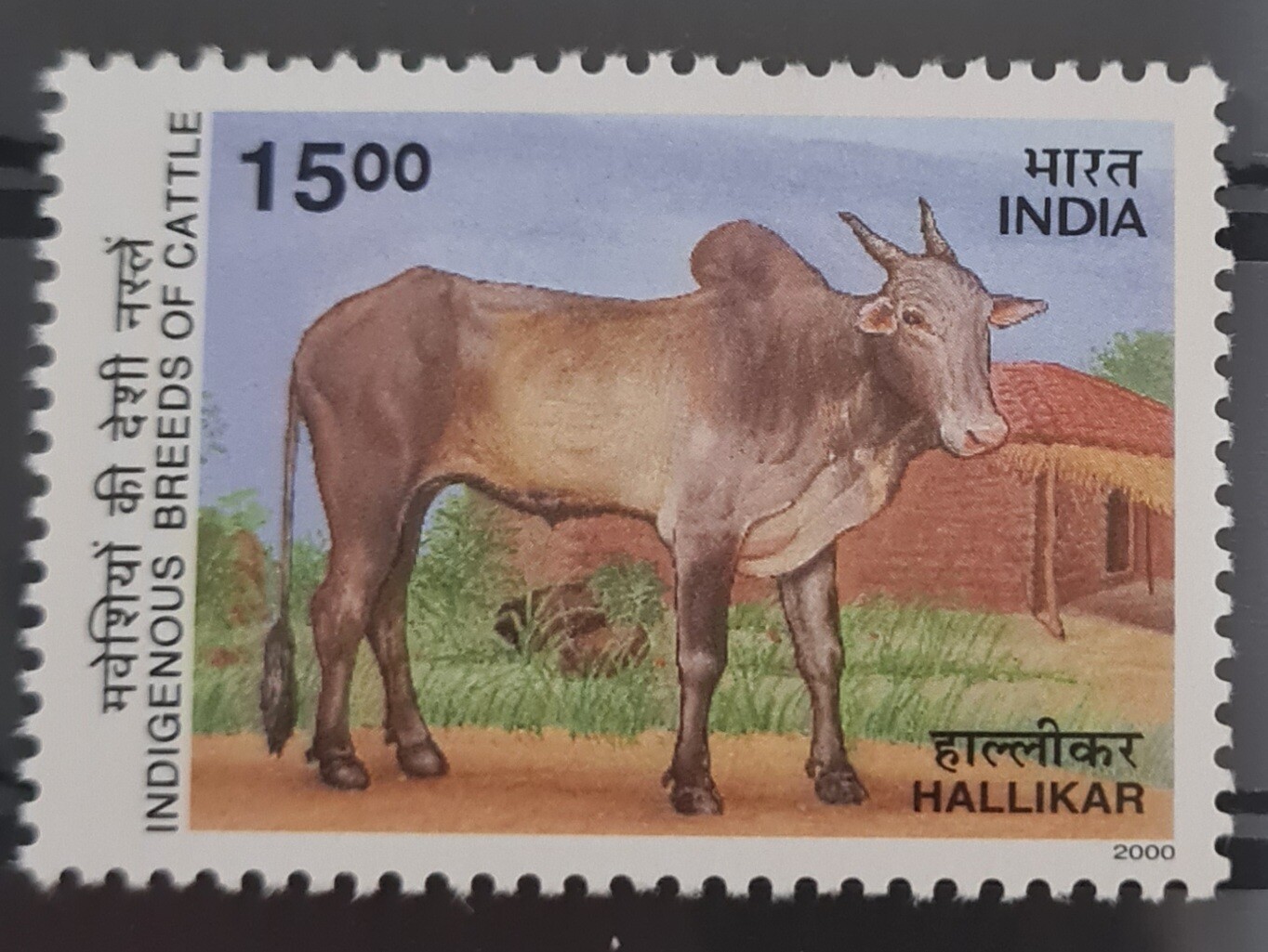 INDIA-INDEGENOUS BREEDS OF CATTLE, HALLIKAR,KARNATAKA