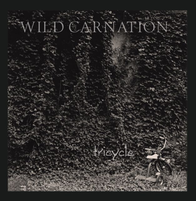 Wild Carnation