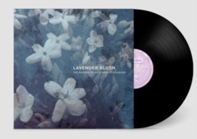 Lavender Blush