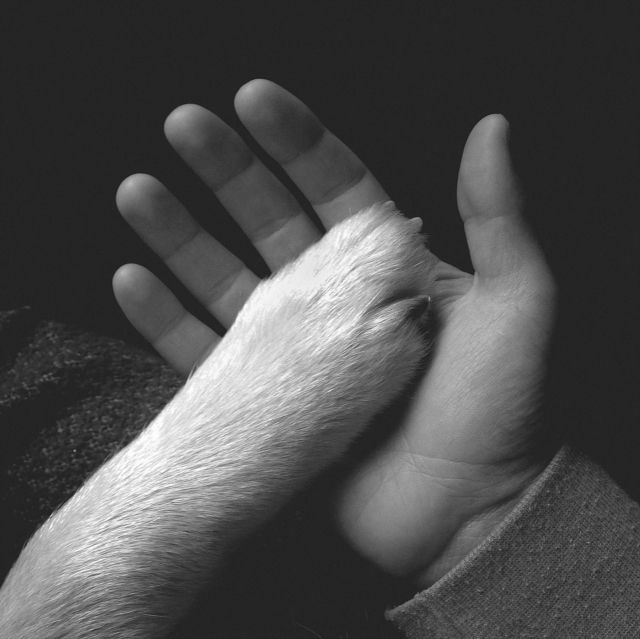 Jaws Of Love.