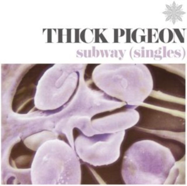 Thick Pigeon