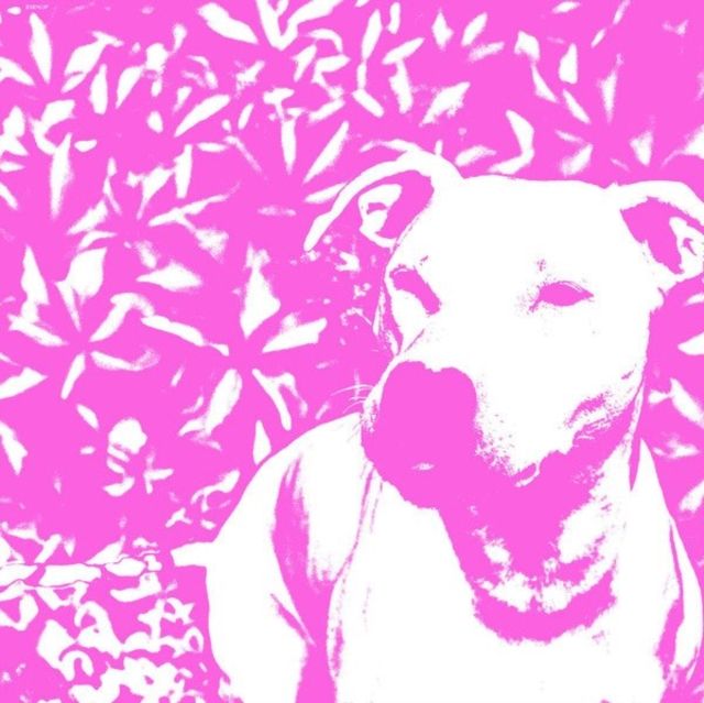 Jenna & The Pups & The Hirs Collective
