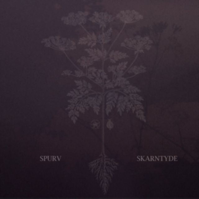 Spurv