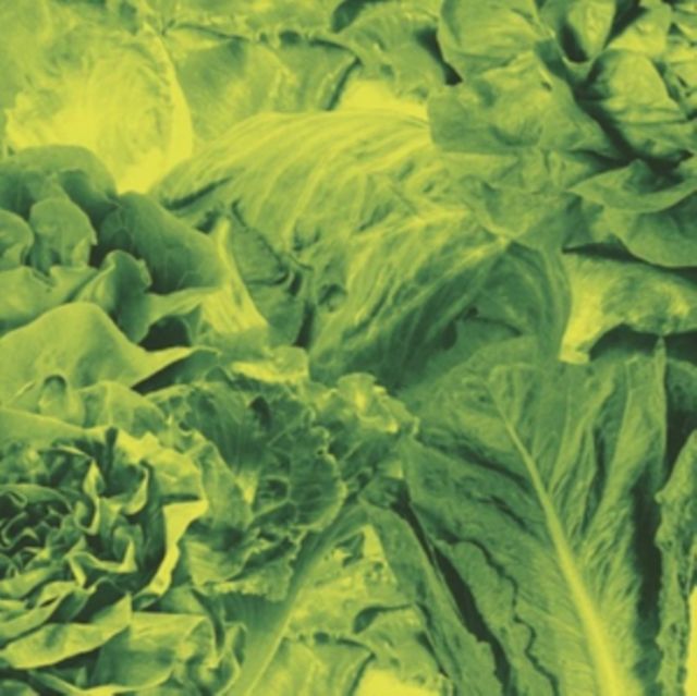 Lettuce