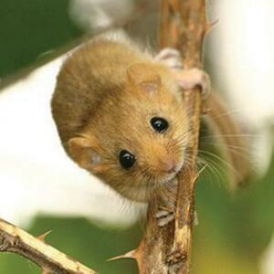 Adopt a Dormouse