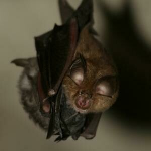 Adopt a Greater Horseshoe Bat