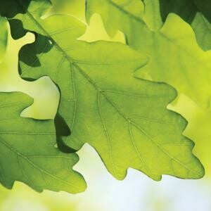 Adopt an Ancient Tree