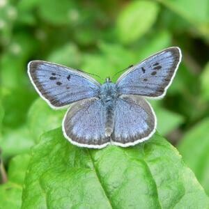 Adopt a Large Blue Butterfly Adopt a Large Blue Butterfly