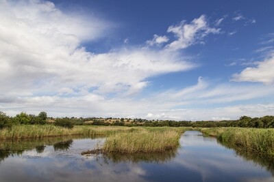 Guided walk at Westhay Moor - Adults