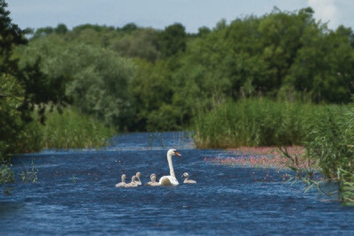 Guided Walk at Westhay Moor - Children