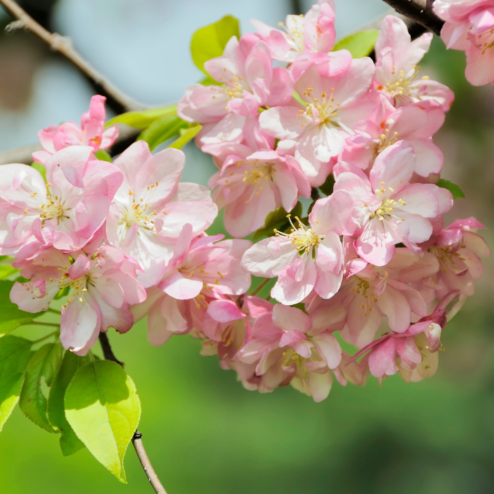 Adopt a Crab Apple Tree