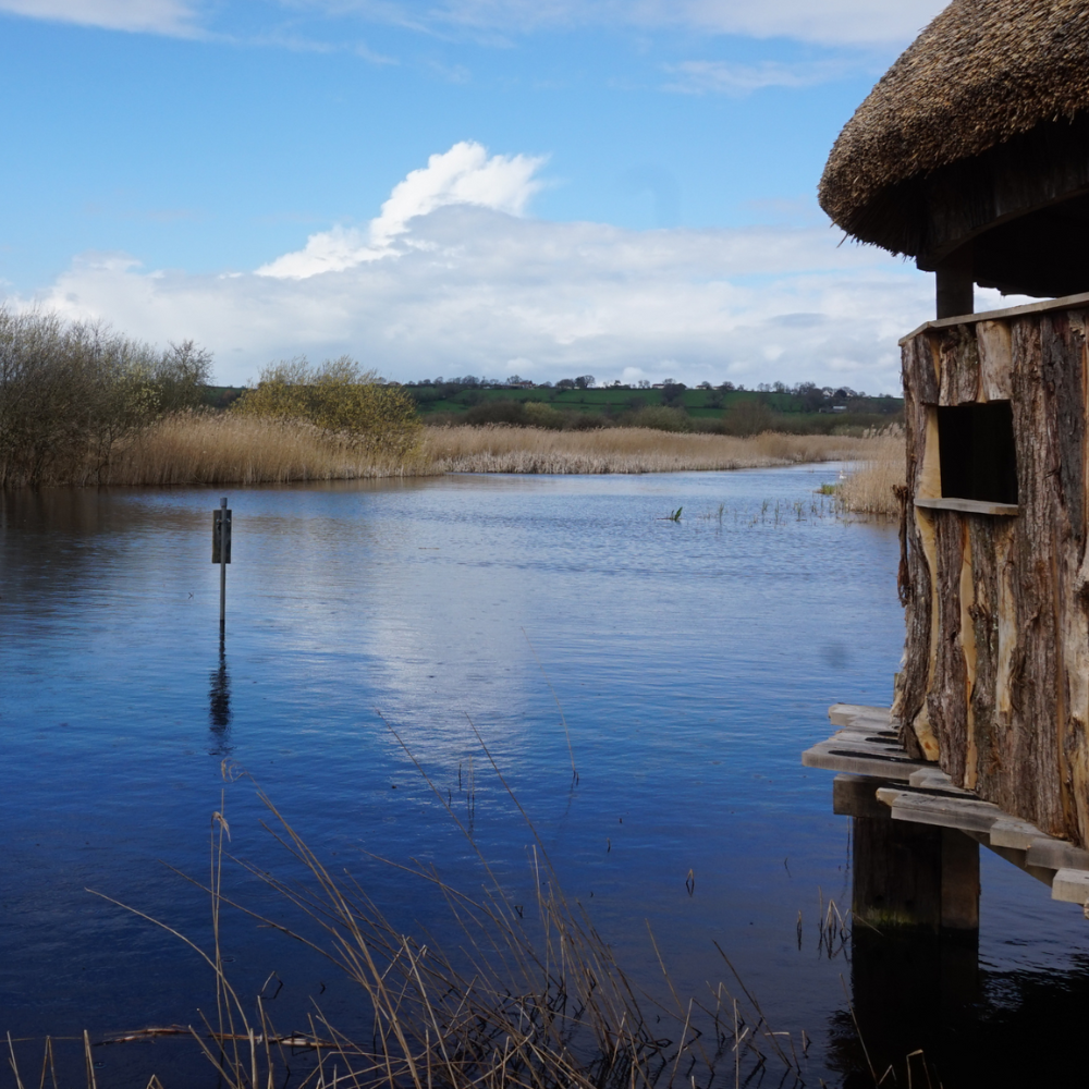 Guided walk at Westhay Moor - Adults Guided walk at Westhay Moor - Adults