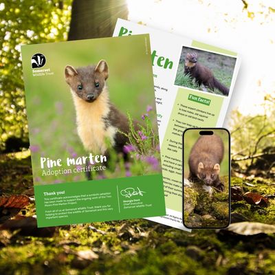 Adopt a Pine Marten