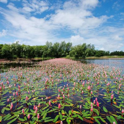 Guided Walk at Westhay Moor - Children Guided Walk at Westhay Moor - Children