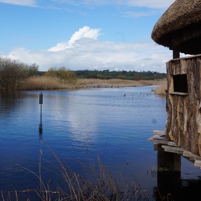 Guided walk at Westhay Moor - Adults Guided walk at Westhay Moor - Adults