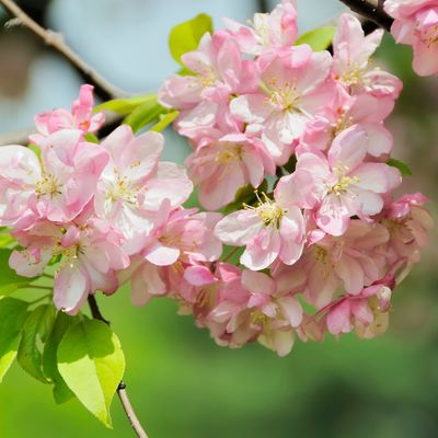 Adopt a Crab Apple Tree
