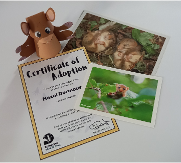 Adopt a Dormouse