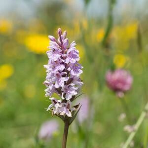 Adopt a Meadow: Supporting Chancellor's Farm