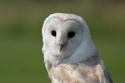 Adopt a Barn Owl