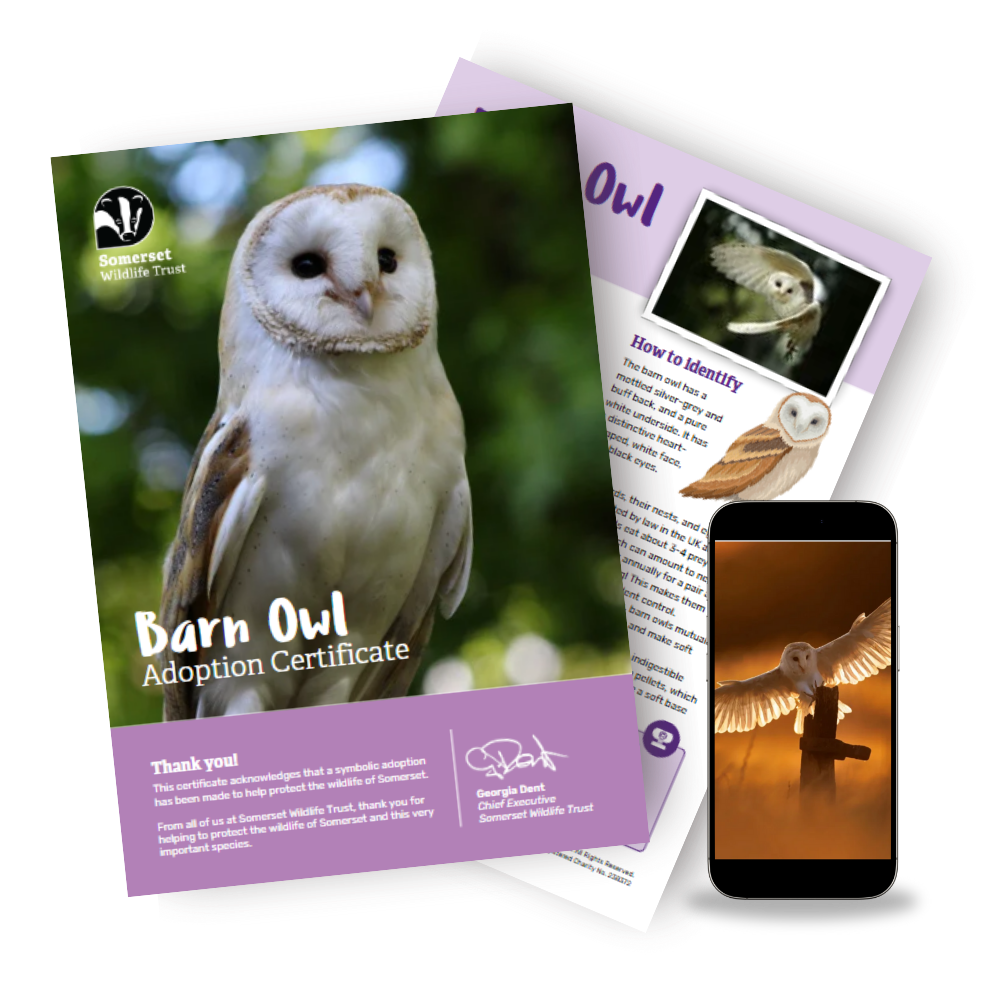 Adopt a Barn Owl