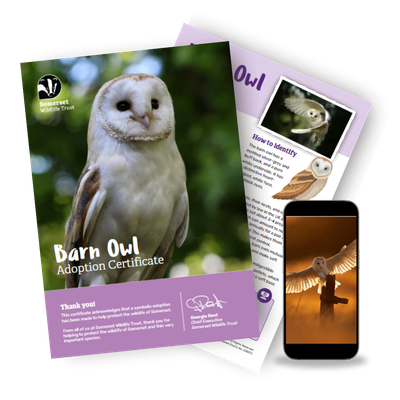 Adopt a Barn Owl Adopt a Barn Owl