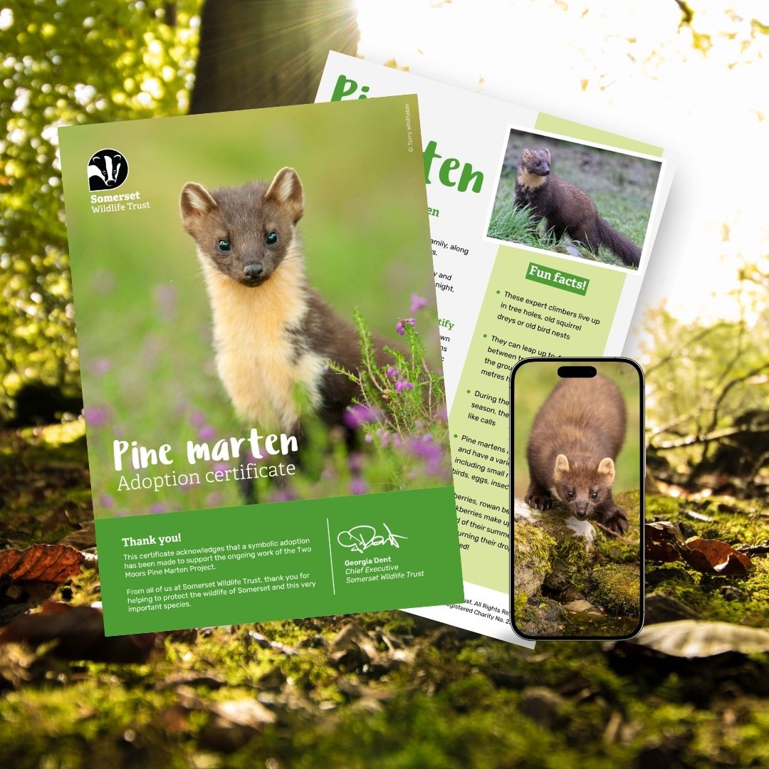 Adopt a Pine Marten Adopt a Pine Marten