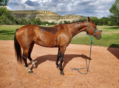 name of horse