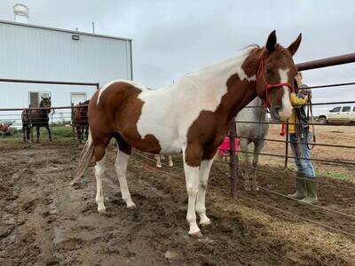 Horse Name